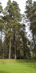 Yunnan,Tang Hua Shan,Arbres,Nature,Chine