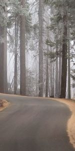 Tourner,Montée,Lever,Tour,Forêt,Brouillard,Arbres,Puissant,Nature