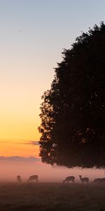 Nature,Twilight,Deers,Wood,Tree,Dusk,Fog,Wildlife