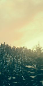 Forêt,Nature,Arbres,Crépuscule