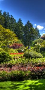 Nature,Vegetation,Flowerbed,Flower Bed,Shadow,Garden,Brightly