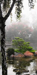 Nature,Vegetation,Haze,Pond,Birch,Garden