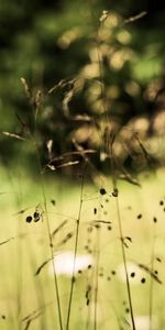 Herbes,Herbage,Mince,Tiges,Nature,Végétation