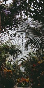 Nature,Vegetation,Leaves,Greenhouse,Plants