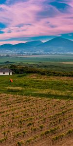 Nature,Vineyard,Sky,Field,Slovakia