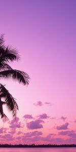 Nature,Violet,Palms,Landscape