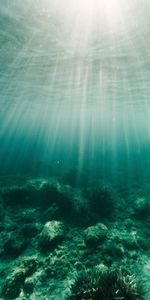 Nature,Water,Beams,Rays,Algae,Seaweed,Bottom