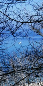 Nature,Branches,Eau,Arbres,Un Bateau,Bateau