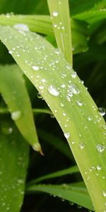 Nature,Water,Drops,Greens,Dew,Leaves