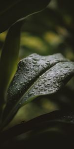 Nature,Water,Drops,Plant,Sheet,Leaf