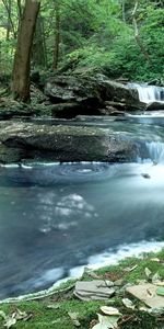 Nature,Water,Forest,Moss,Creek,Brook