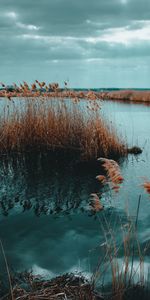 Nature,Water,Grass,Lake,Shore,Bank,Dry,Cane,Reed