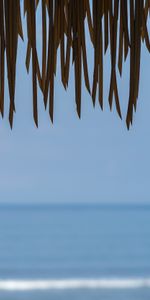 Nature,Water,Leaves,Sea,Horizon,Fringe