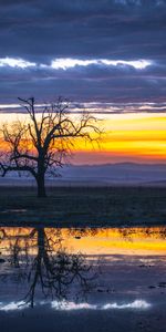 Réflexion,Bois,Arbre,Nature,Eau,Crépuscule