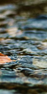 Nature,Water,Ripples,Ripple,Sheet,Leaf,Excitement