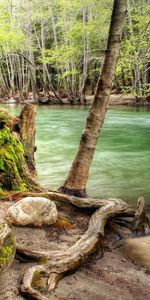 Nature,Water,Rivers,Flow,Moss,Murmur,Gurgling,Roots,Winding,Sinuous,Trees