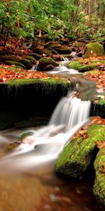 Naturaleza,Agua,Ríos,Stones,Otoño,Hojas,Bosque,Musgo,Fuente