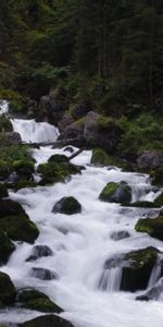 Arbres,Noyaux,Forêt,Nature,Eau,Rivières,Ruisseau