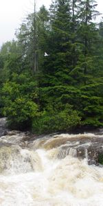 Nature,Water,Rivers,Trees,Stream,Mainly Cloudy,Overcast,Conwy,Konuy,Flow,Dirty,United Kingdom,Great Britain