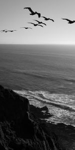 Nature,Water,Rock,Bird,Bw,Chb