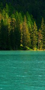 Nature,Water,Spruce,Fir,Trees,Lake,Glare