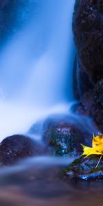 Naturaleza,Agua,Stones,Otoño,Sábana,Hoja,Arce