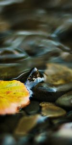 Nature,Water,Stones,Sheet,Leaf,Creek,Brook,Pebbles,Transparent