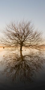 Nature,Water,Sunset,Horizon,Tree,Branches,Wood