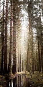 Nature,Water,Trees,Forest,Spruce,Fir