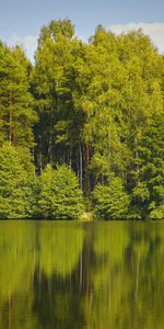 Nature,Réflexion,Forêt,Arbres,Lac,Eau