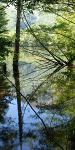 Nature,Water,Trees,Reflection,Forest,Shadows,Lake