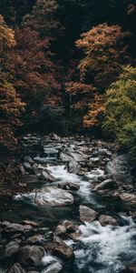 Arbres,Noyaux,Nature,Eau,Forêt,Ruisseau