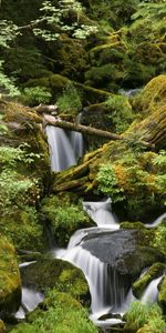 Cala,Naturaleza,Agua,Árboles,Stones,Hojas,Verduras,Bosque,Humedad,Musgo,Ruido,Arroyo