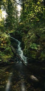 Nature,Water,Trees,Waterfall,Beams,Rays,Fern