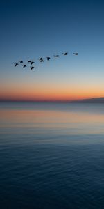 Nature,Troupeau,Crépuscule,Oiseaux,Eau,Coucher De Soleil