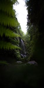 Nature,Waterfall,Vegetation,Dark,Jungle