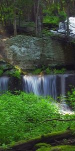 Bosque,Vegetación,Naturaleza,Cascada