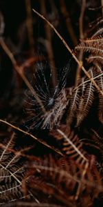 Nature,Fougère,Drops,Macro,Web