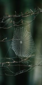 Nature,Web,Macro,Branches,Focus