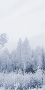 Nature,Winter,Frost,Hoarfrost,Gray Hair,Forest