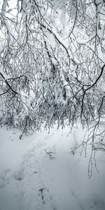 Nature,Branches,Neige,Buissons,Hiver