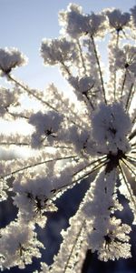 Nature,Winter,Snow,Frost,Hoarfrost,Dill