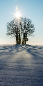 Invierno,Madera,Árbol,Luz Del Sol,Luz De Sol,Naturaleza,Nieve,Horizonte