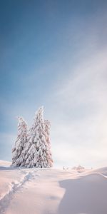 Nature,Winter,Trees,Fir Trees,Shine,Light,Snow