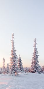 Nature,Winter,Trees,Light Coloured,Snow Covered,Snowbound,Snow,Light