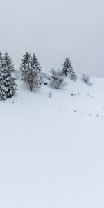 Nature,Colline,Neige,Sapins,Arbres,Hiver