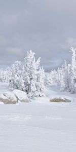 Nature,Winter,Trees,Snow,Lodge,Landscape,Small House