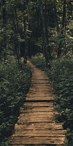 Nature,Wood,Forest,Path,Wooden