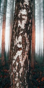 Nature,Wood,Forest,Tree,Fog,Birch