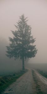 Nature,Wood,Road,Tree,Fog,Field